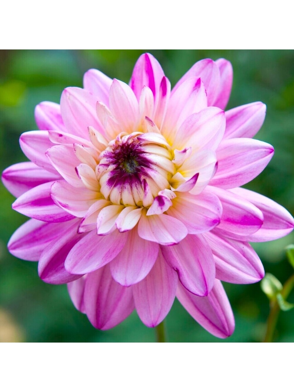 LIVE PLANTS: CRAZY LOVE DAHLIA TUBER